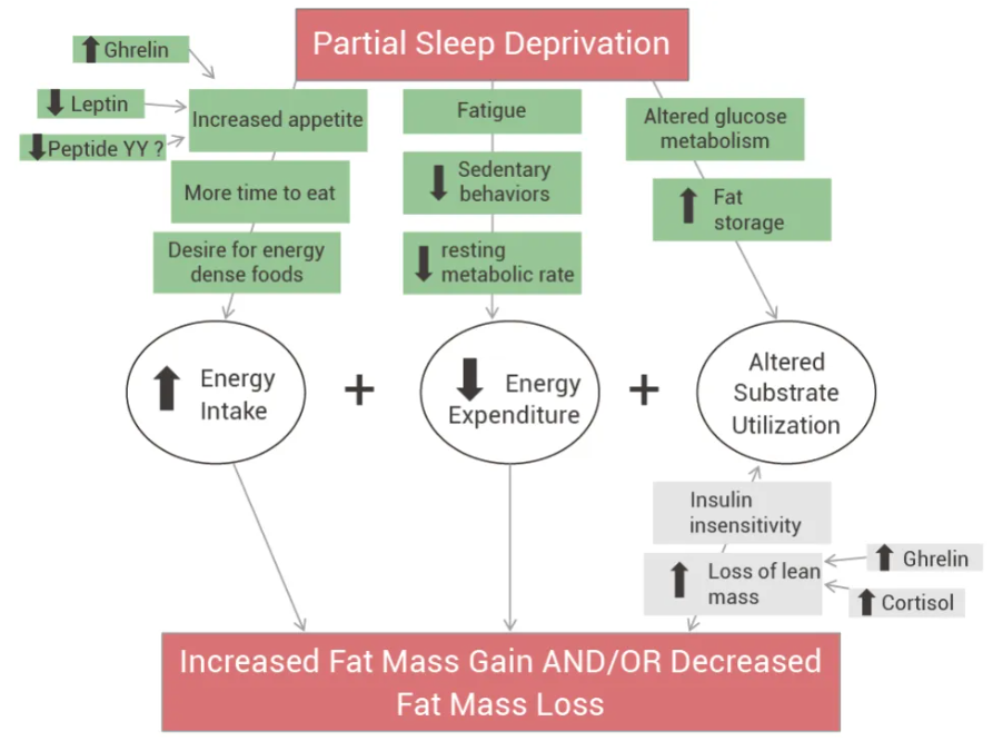 New Sleep-Linked Hormone Raptin May Help Fight Obesity