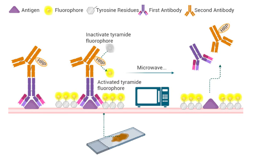 Multiplex Immunohistochemistry (mIHC): Standard Procedures and Troubleshooting Guide