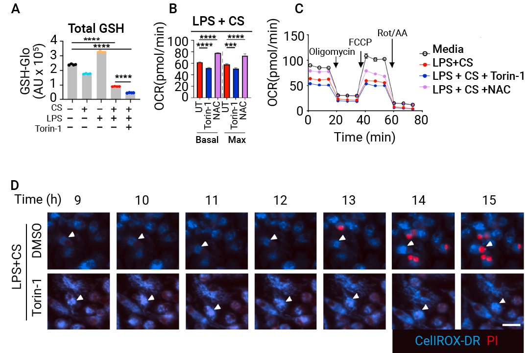Mitoxyperilysis: A Novel Pathway of Cytolytic Death