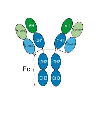 Experimental Validation Results for Avelumab (anti-PD-L1)