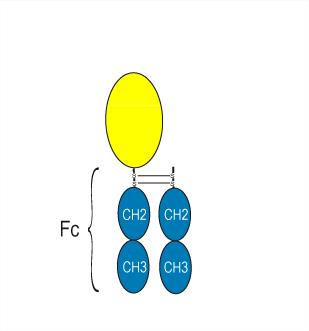 Experimental Validation Results for Efmoroctocog alfa