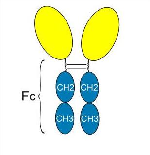 Experimental Validation Results for Efrilacedase alfa