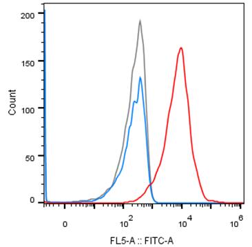 Experimental Validation Results for Glofitamab