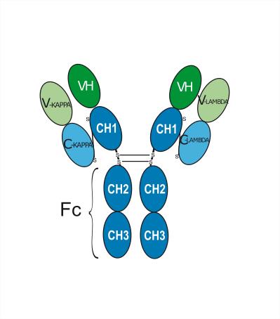 Experimental Validation Results for Ciduvectamig