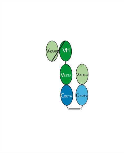 Experimental Validation Results for Brenetafusp