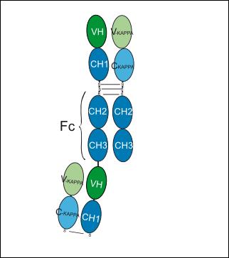 Experimental Validation Results for Bexatamig