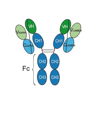 Experimental Validation Results for Obrixtamig