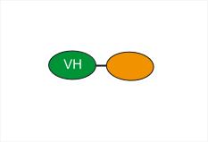 Experimental Validation Results for Produvofusp