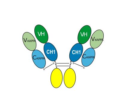 Experimental Validation Results for Verenafusp alfa