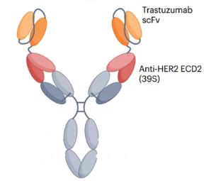 Experimental Validation Results for MEDI4276 Antibody