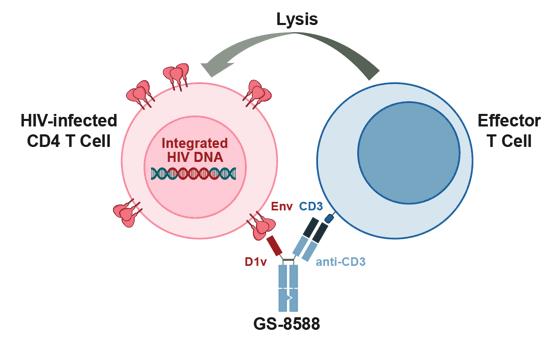 Experimental Validation Results for Amtabafusp alfa