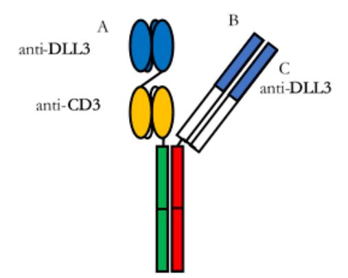 Experimental Validation Results for Alveltamig