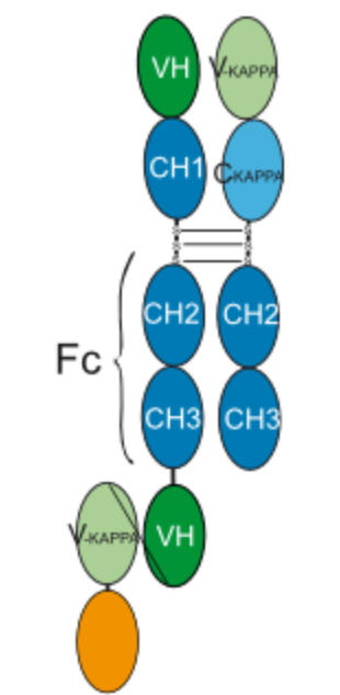 Experimental Validation Results for Zemlikafusp alfa