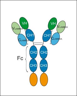 Experimental Validation Results for Tonobafusp alfa