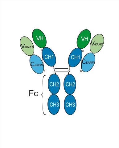 Experimental Validation Results for Lokivetmab