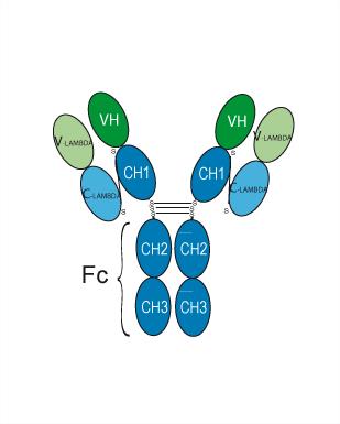 Experimental Validation Results for Tositumomab