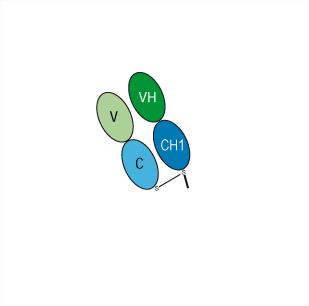 Experimental Validation Results for Arcitumomab