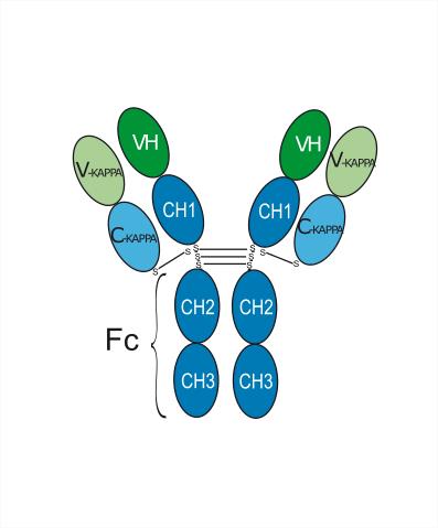 Experimental Validation Results for Oregovomab