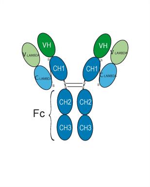 Experimental Validation Results for Apitegromab