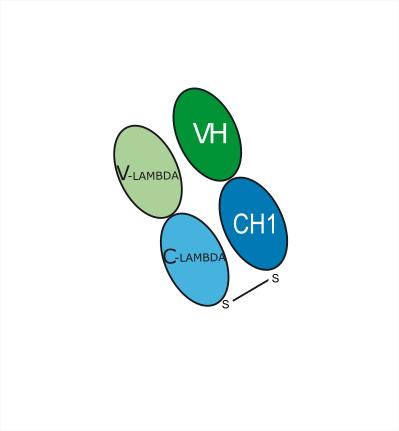 Experimental Validation Results for Bentracimab