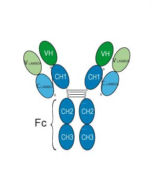 Experimental Validation Results for Brazikumab