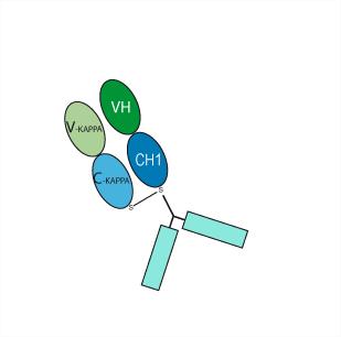 Experimental Validation Results for Certolizumab pegol