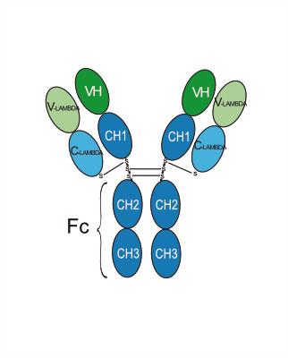 Experimental Validation Results for Tozorakimab