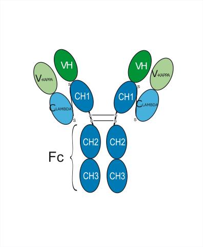 Experimental Validation Results for Tamtuvetmab
