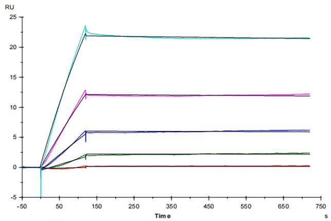 Experimental Validation Results for Blinatumomab