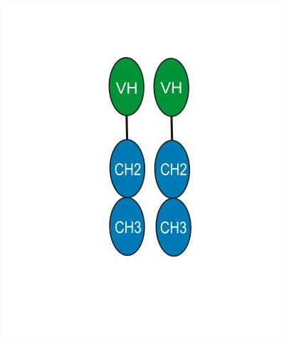 Experimental Validation Results for Letolizumab