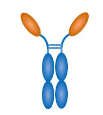 Experimental Validation Results for Luspatercept (mIgG2a)