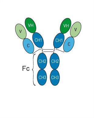 Experimental Validation Results for Morolimumab