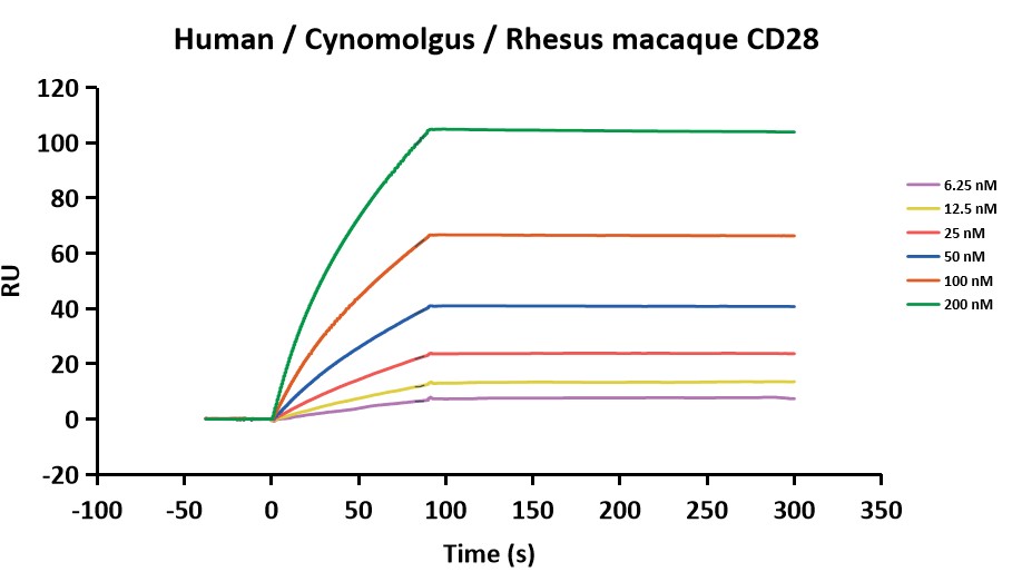 Experimental Validation Results for Theralizumab