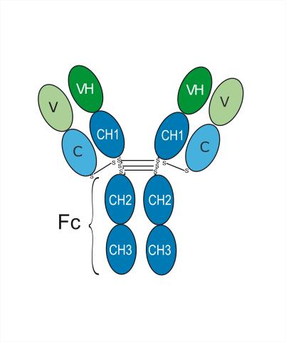 Experimental Validation Results for Nerelimomab
