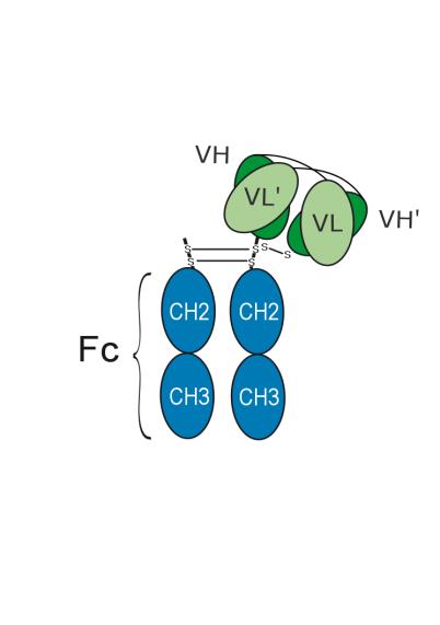 Experimental Validation Results for Obrindatamab