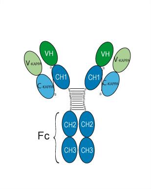 Experimental Validation Results for Omodenbamab