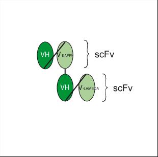 Experimental Validation Results for Pacanalotamab