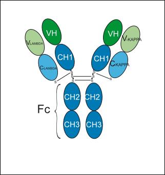 Experimental Validation Results for Reozalimab