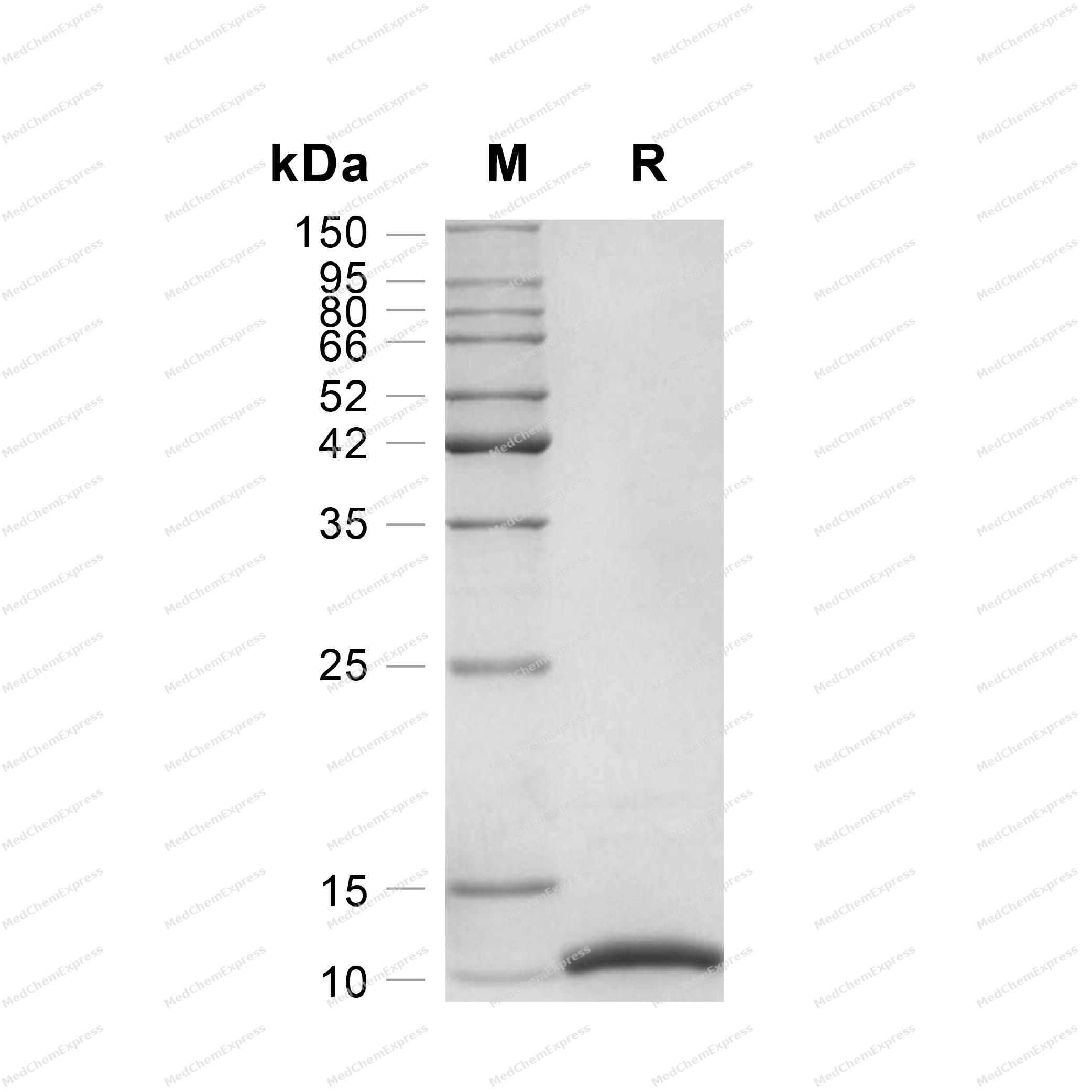 receptor grade igf-1 lr3 for sale Buy CJC-1295 + Ipamorelin | Third Party Tested main image 1