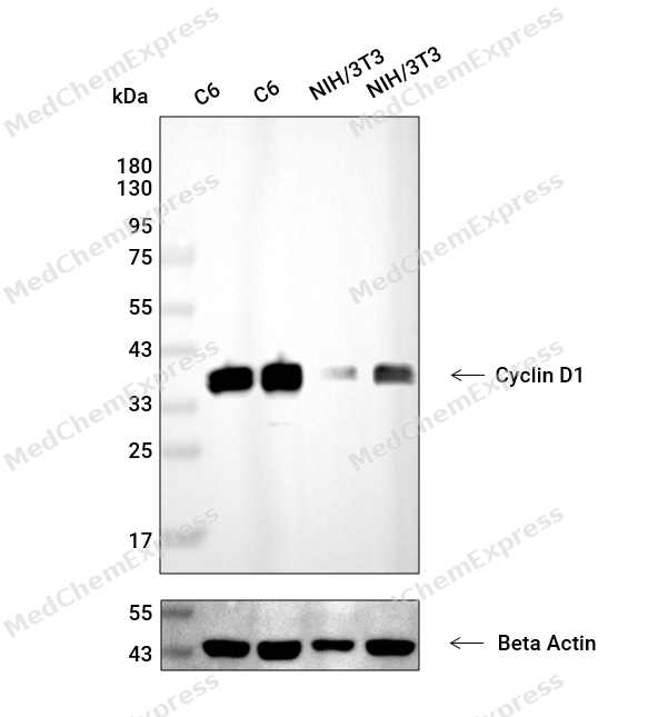 Experimental Validation Results for Cyclin D1/CCND1 Antibody (YA485)