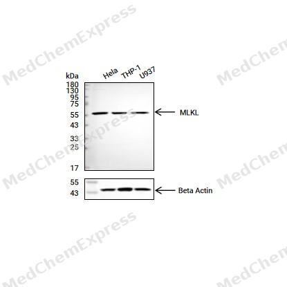 Experimental Validation Results for MLKL Antibody (YA289)