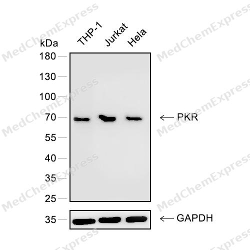 Experimental Validation Results for PKR Antibody (YA124)