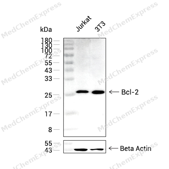 Experimental Validation Results for Bcl-2 Antibody (YA824)(PBS only)