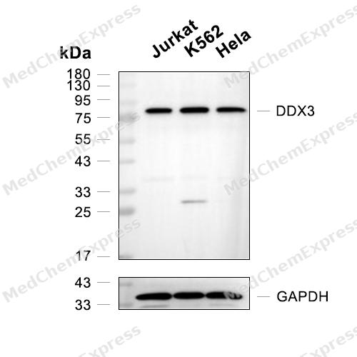 Experimental Validation Results for DDX3 Antibody (YA784)(PBS only)