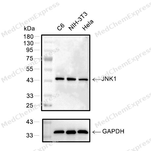 Experimental Validation Results for JNK1 Antibody (YA720)(PBS only)