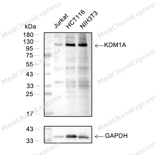 Experimental Validation Results for KDM1/LSD1 Antibody (YA718)(PBS only)
