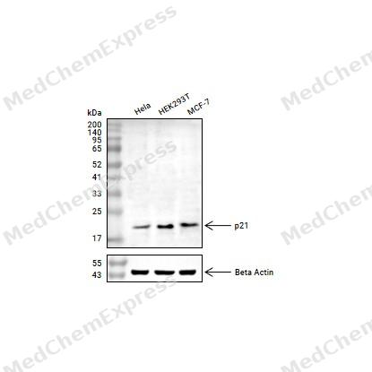 Experimental Validation Results for p21 Antibody (YA254)