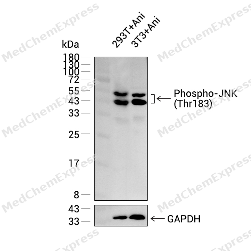 Experimental Validation Results for Phospho-JNK1/2/3 (Thr183) Antibody