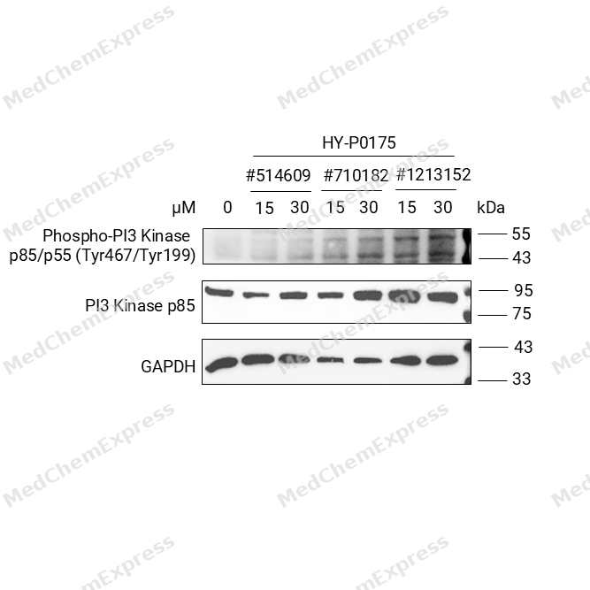 Experimental Validation Results for PI3 Kinase p85 alpha Antibody (YA689)