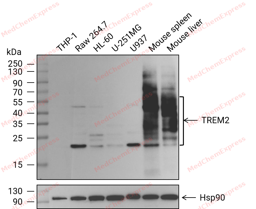 Experimental Validation Results for TREM2 Antibody